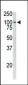 P100 Antibody